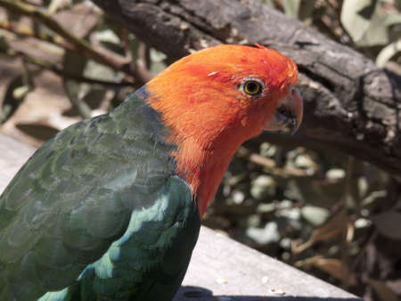 Australian king parrotの写真素材