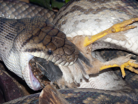amethyst snake eating a chick