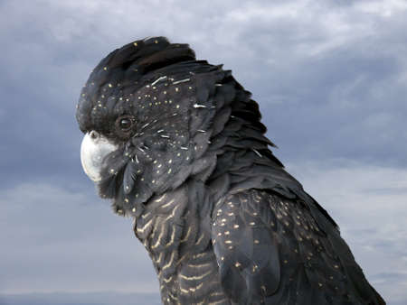 female red tailed cockatooの写真素材