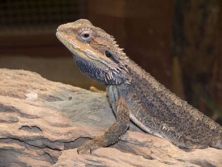 lizardの写真素材