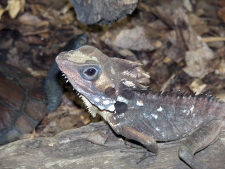 rainforest dragon