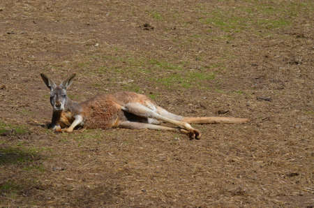 red kangarooの写真素材
