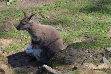 brown wallaby and white joeyの写真素材