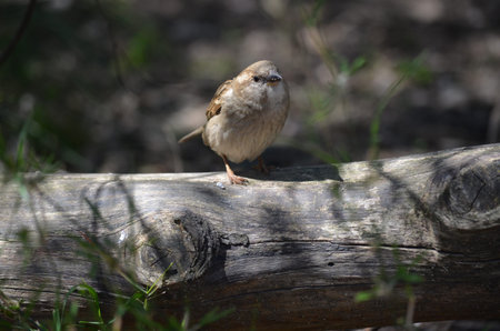 house sparrow