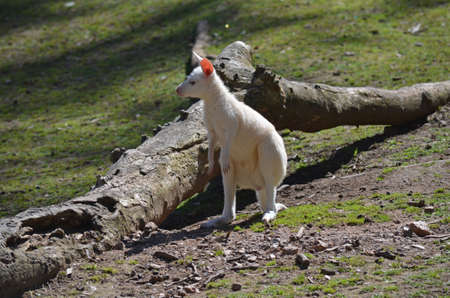 albino joeyの写真素材