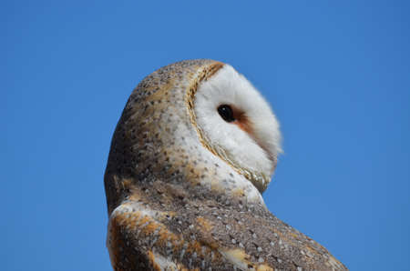 barn owlの写真素材