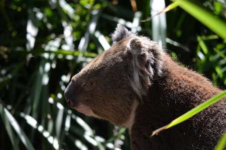 koalaの写真素材