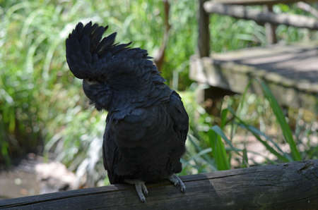 red tailed black cockatooの写真素材