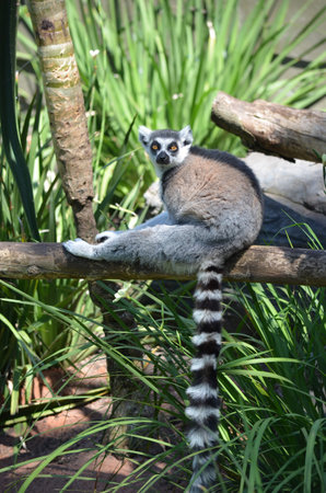 lemur