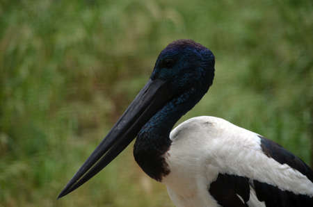 this is a close up of a blue necked storkの写真素材