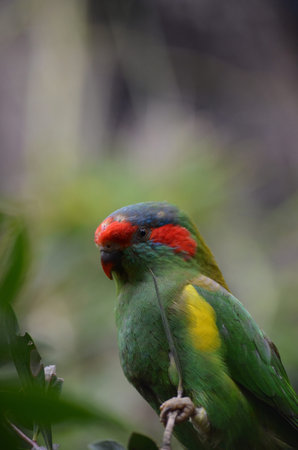 this is a side view of a musk parrot