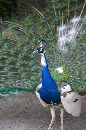 this peacock had all its feathers up in a magnificant display