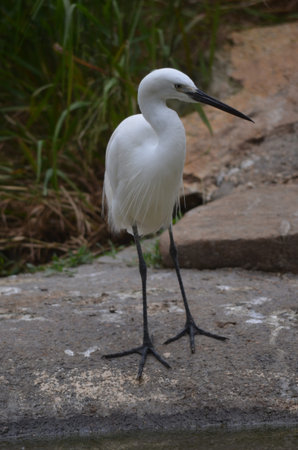 the white egret is standing on rocks by the water