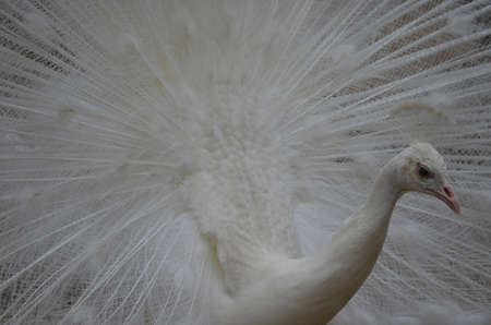 this is white peacock is displaying his feathers in hope to attract a femaleの写真素材
