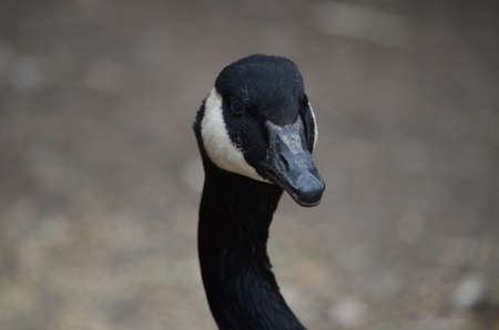 this a close up of a canadian gooseの写真素材