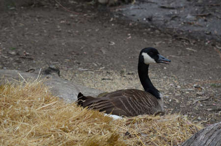 this canadian goose is sitting on her nestの写真素材