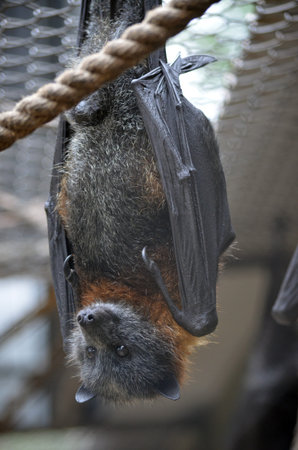 this bat is hanging on to the top of a cage