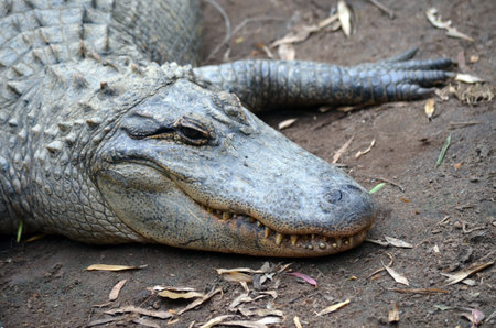 this is a close up of an american alligator