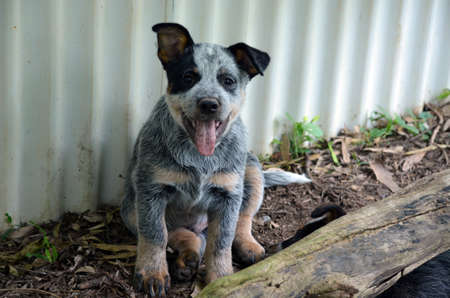 this kelpie puppy sitting by the fenceの写真素材