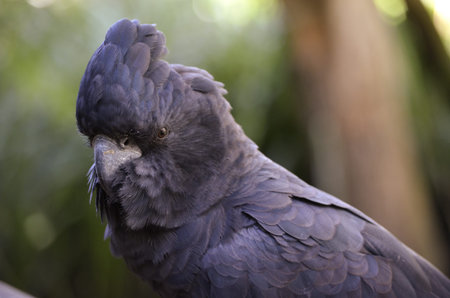 close up of a red tailed black cockatoo