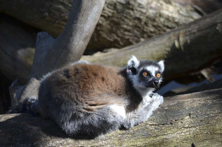 the lemur  is on a long log looking upの写真素材