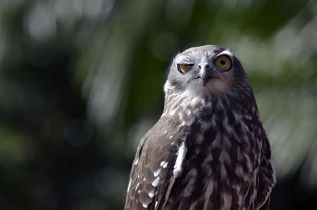 this is a close up of a barking owlの写真素材
