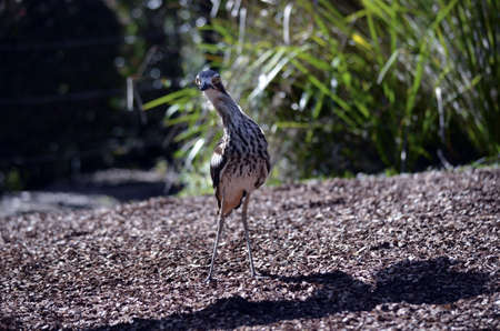 the curlew is walking across the fieldの写真素材