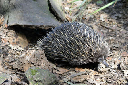 this echidna is in search for foodの写真素材