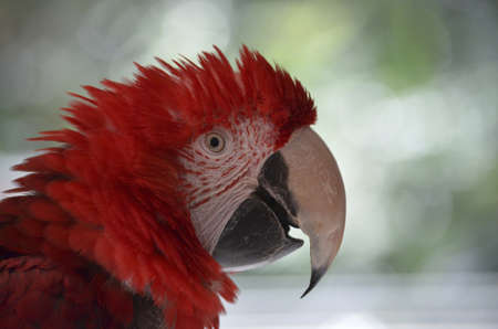 this is a side view of a green winged macawの写真素材