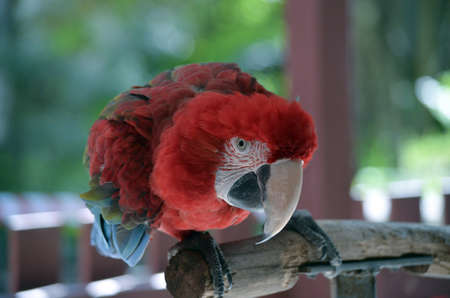 this is a close up of a green winged macaw landscapeの写真素材