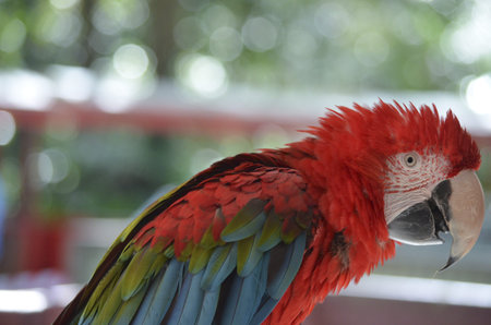 this is a side view of a green winged macaw