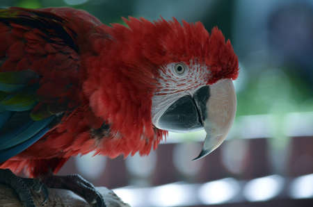 a green winged macawの写真素材