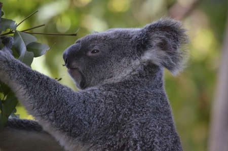 this koala is eating a eucalyptus leafの写真素材