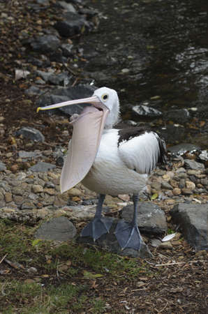 the pelican had an open mouthの写真素材