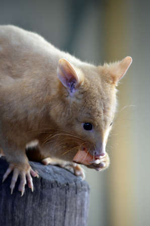 this is a golden possum on a log eating cornの写真素材