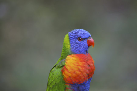 this is a close up of a rainbow lorikeet