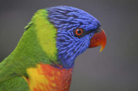 this is a close up of a rainbow lorikeetの写真素材