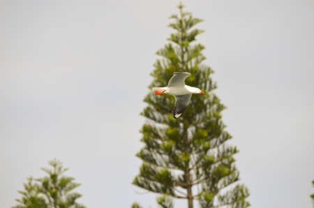 this is a white seagull flying near a treeの写真素材