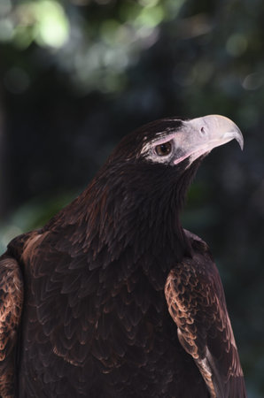 this is a close up of a wedge tailed eagle