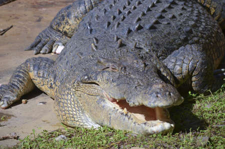 this is a close up of a salt water crocodileの写真素材