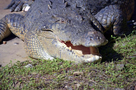 this is a saltd water crocodile sitting in the sunの写真素材