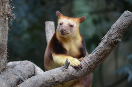 the tree kangaroo is climbing a 20 metre treeの写真素材