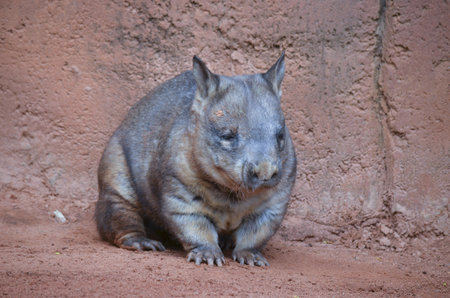 the wombat is walking thru dirtの写真素材