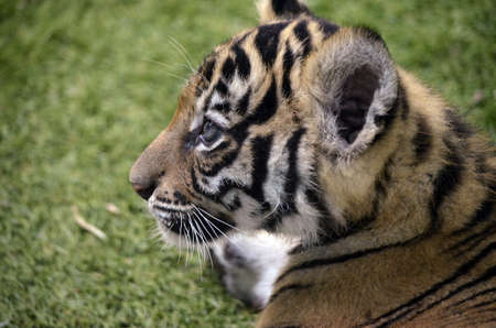 this is a side view close upの写真素材