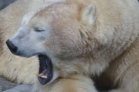 this is a close up of a polar bear roaringの写真素材