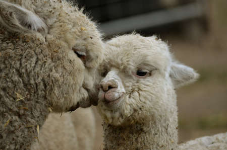 this is a close up of a mother and daughter alpacaの写真素材