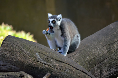 the lemur is eating a carrot on a log