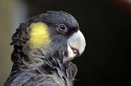 this is a close up of a yellow tailed black cockatooの写真素材