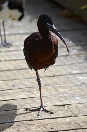glossy ibis standing on one legの写真素材
