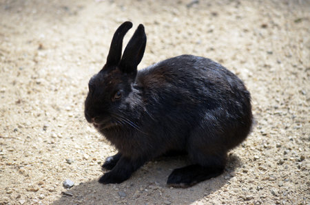 this is a close up of a rabbitの写真素材